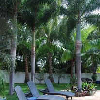 Kihei Oasis Outdoor Lounge Chairs